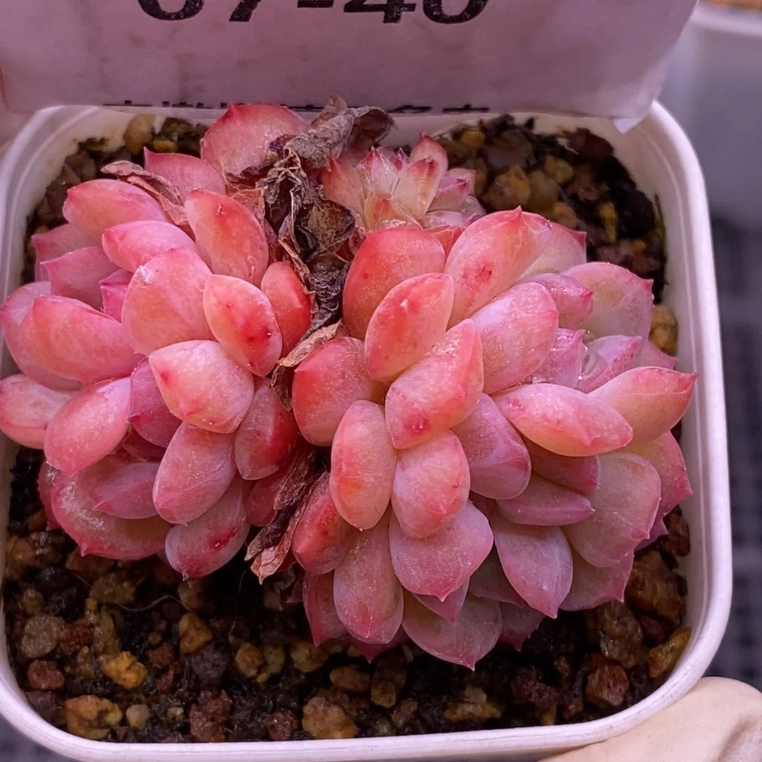 【闪购商品】07-40