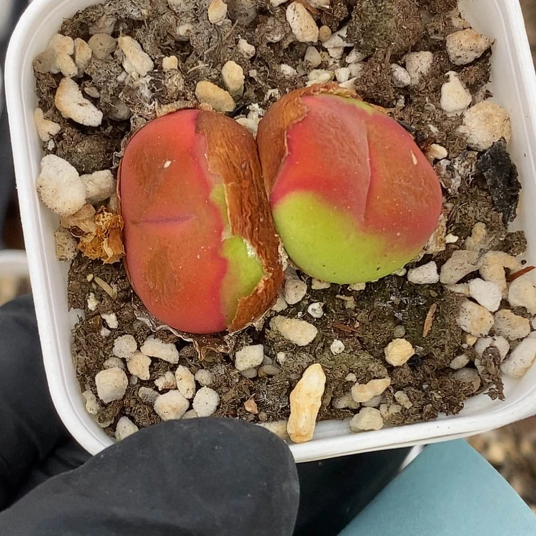 桃喜花园0601-65蟠桃杂