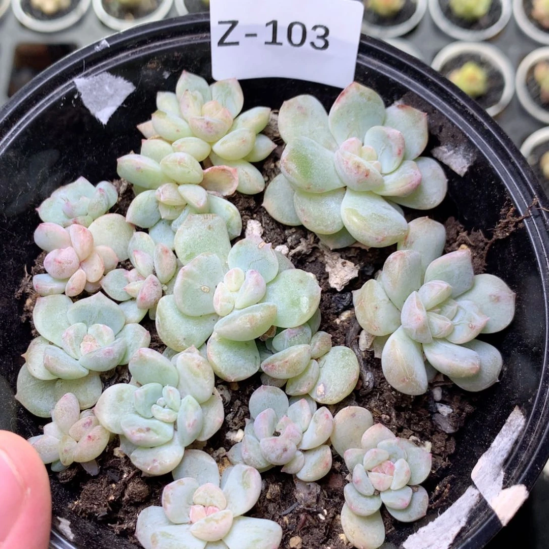 无花朵Z103优选珍妮糖心