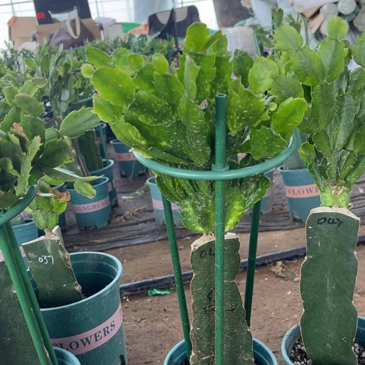 宋***欢16号047火烈鸟000000000