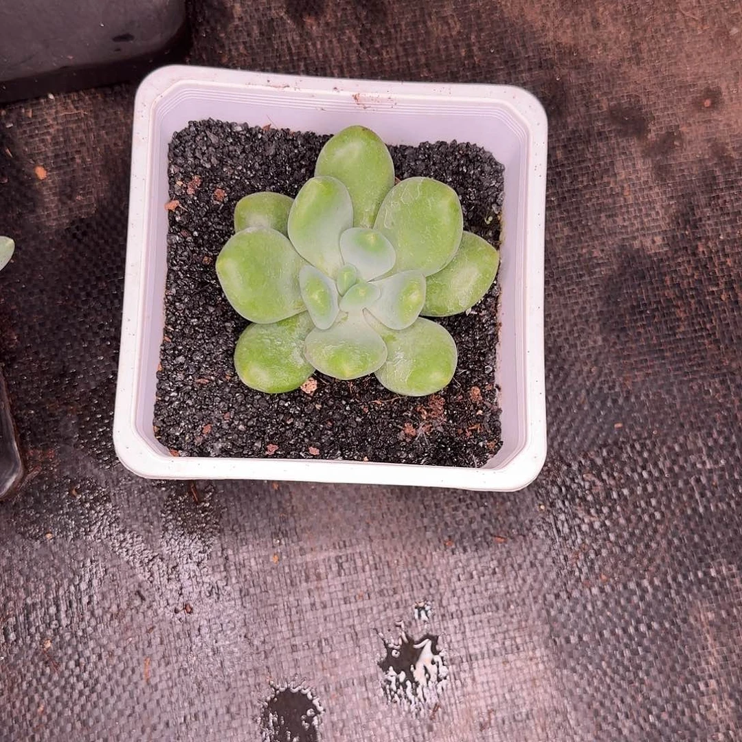 杰***孙库克多肉植物寄养
