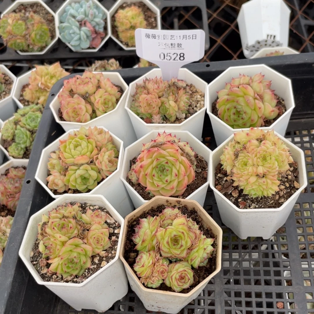 不包整散 盆子不售后0528