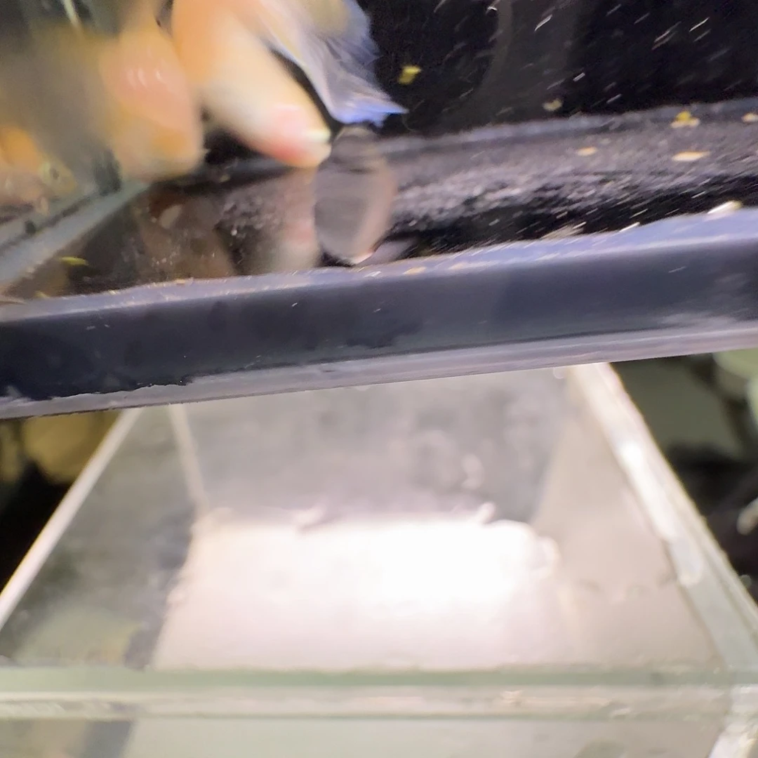 青鳉鱼一物一拍221