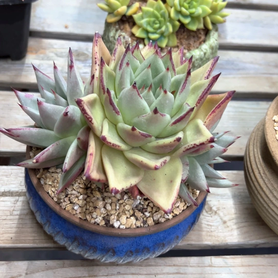 乌木18 零零多肉植物