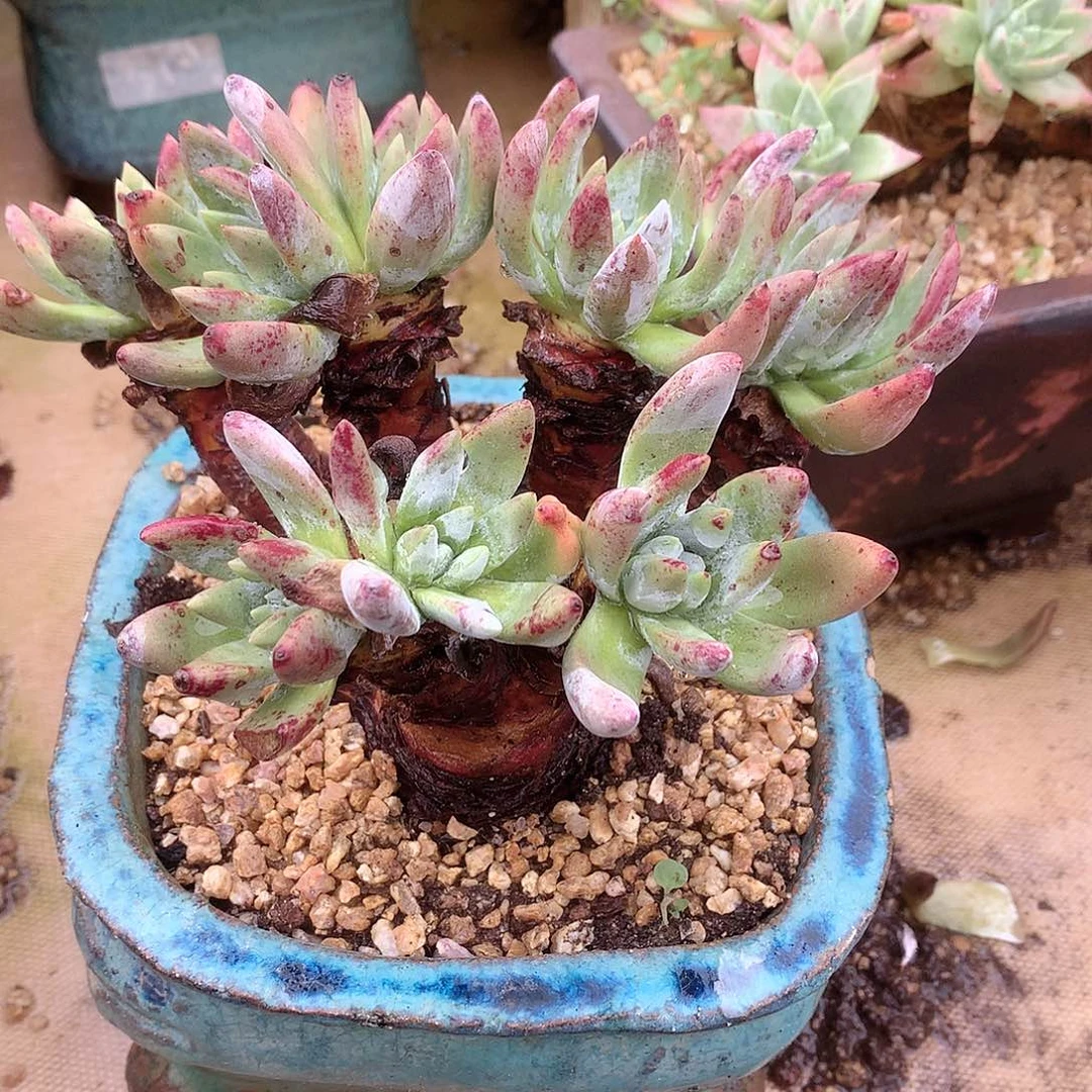 9136文森特仙女杯多肉