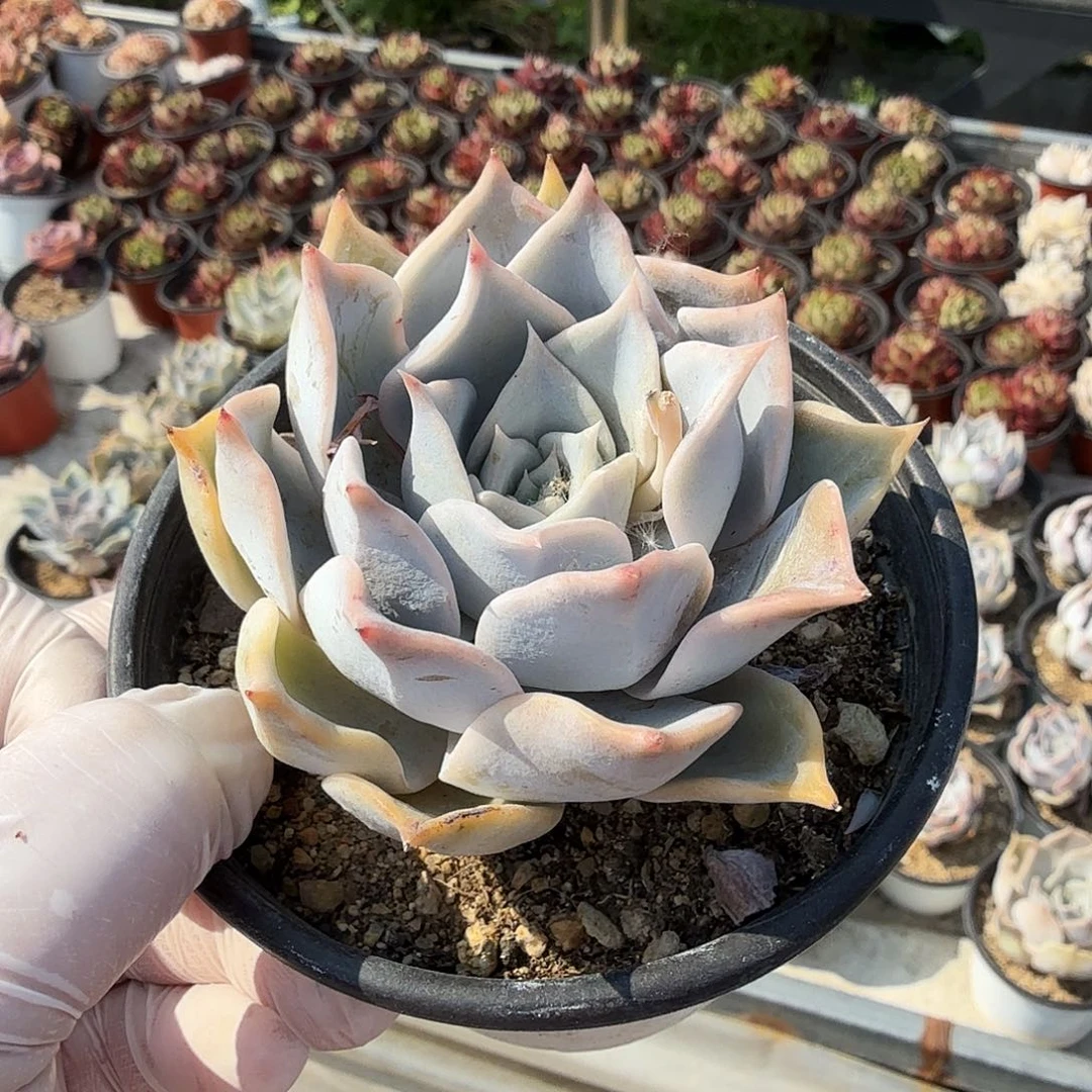 露西娜单头带桩，满20包邮