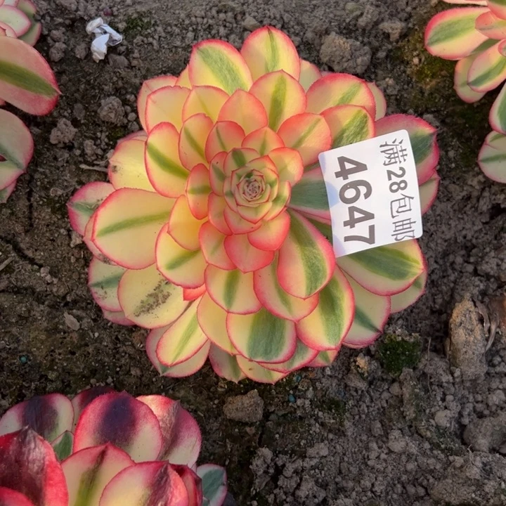 4647南荔枝多肉植物