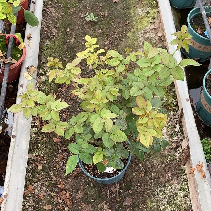 无花朵丹姝一加仑