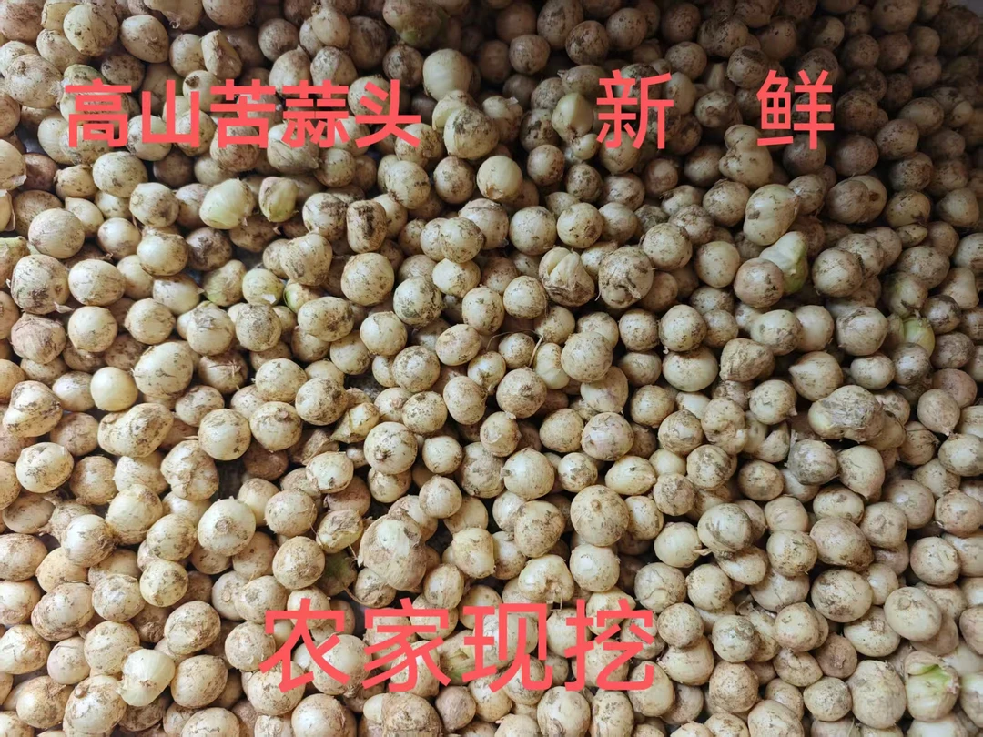 新鲜苦蒜头 野山葱 野葱 苦藠 小根蒜 团葱 山蒜 野小蒜 苦蒜果