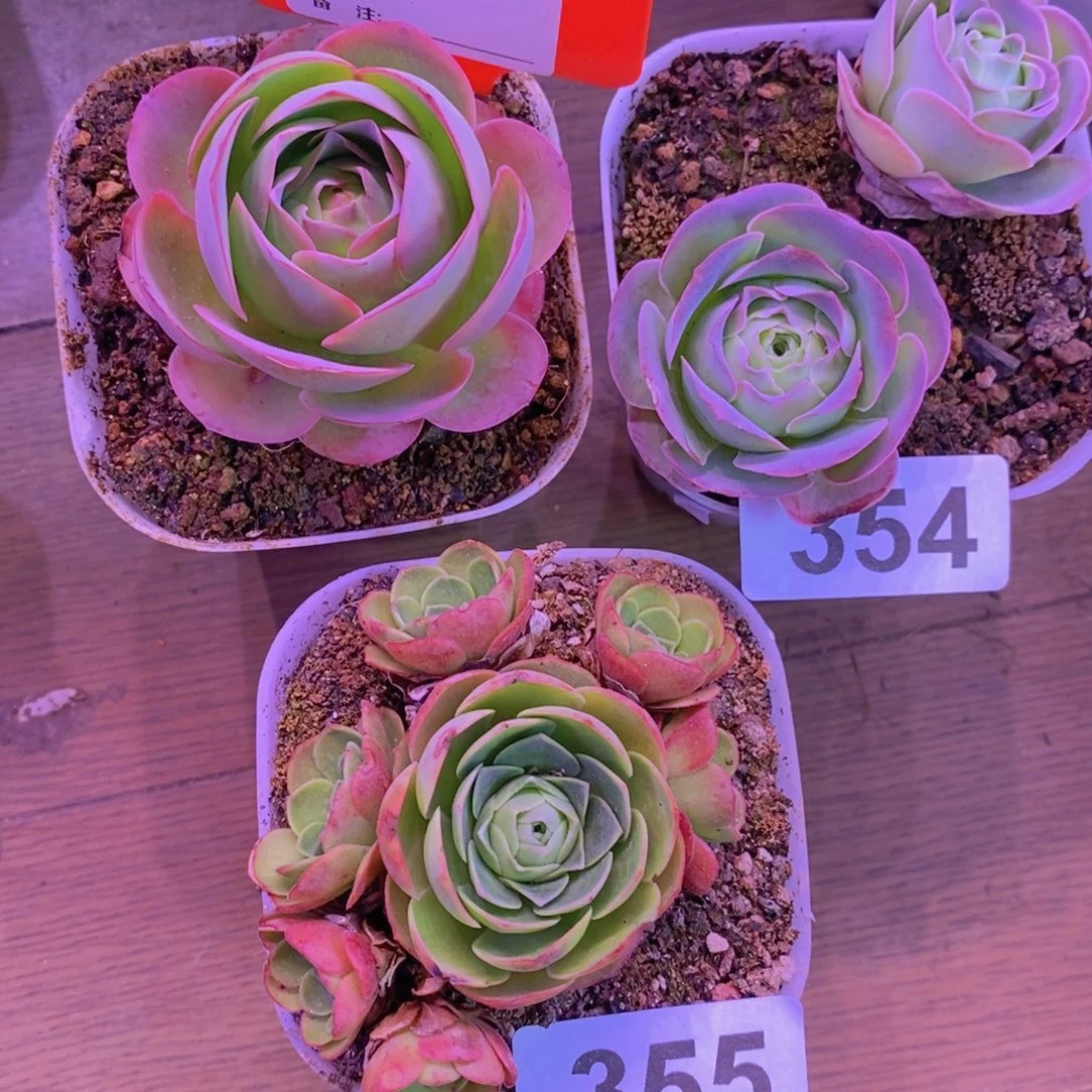 苧***＊山地玫瑰一物一拍375354355