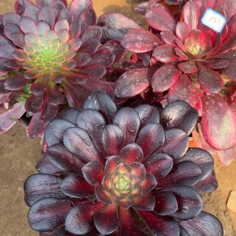 851多肉植物组合