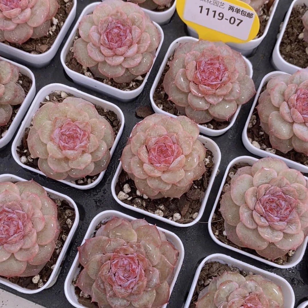 1119-07-精品粉甜心珍妮单头两个