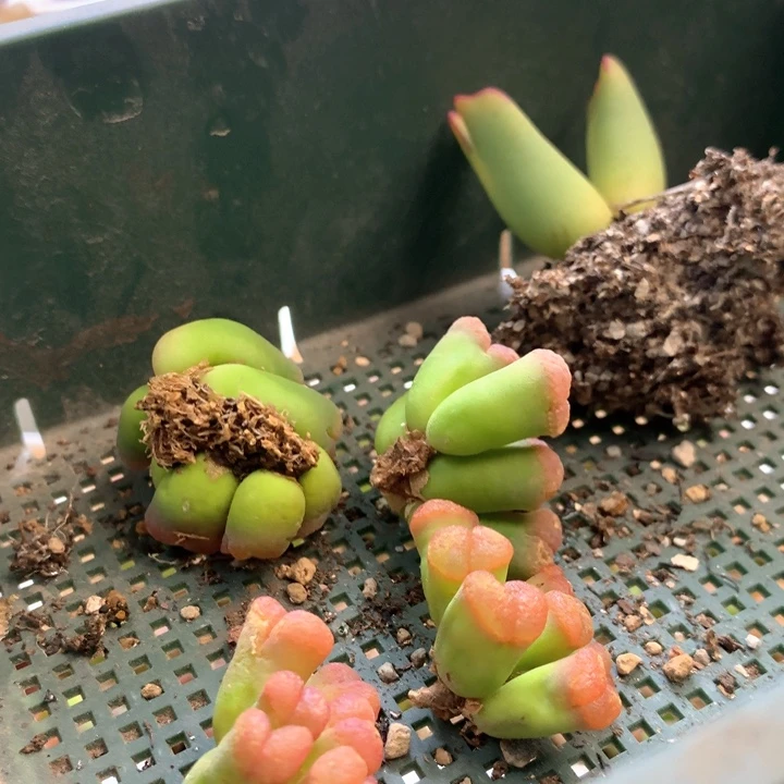 专拍 专拍 肉锥植物