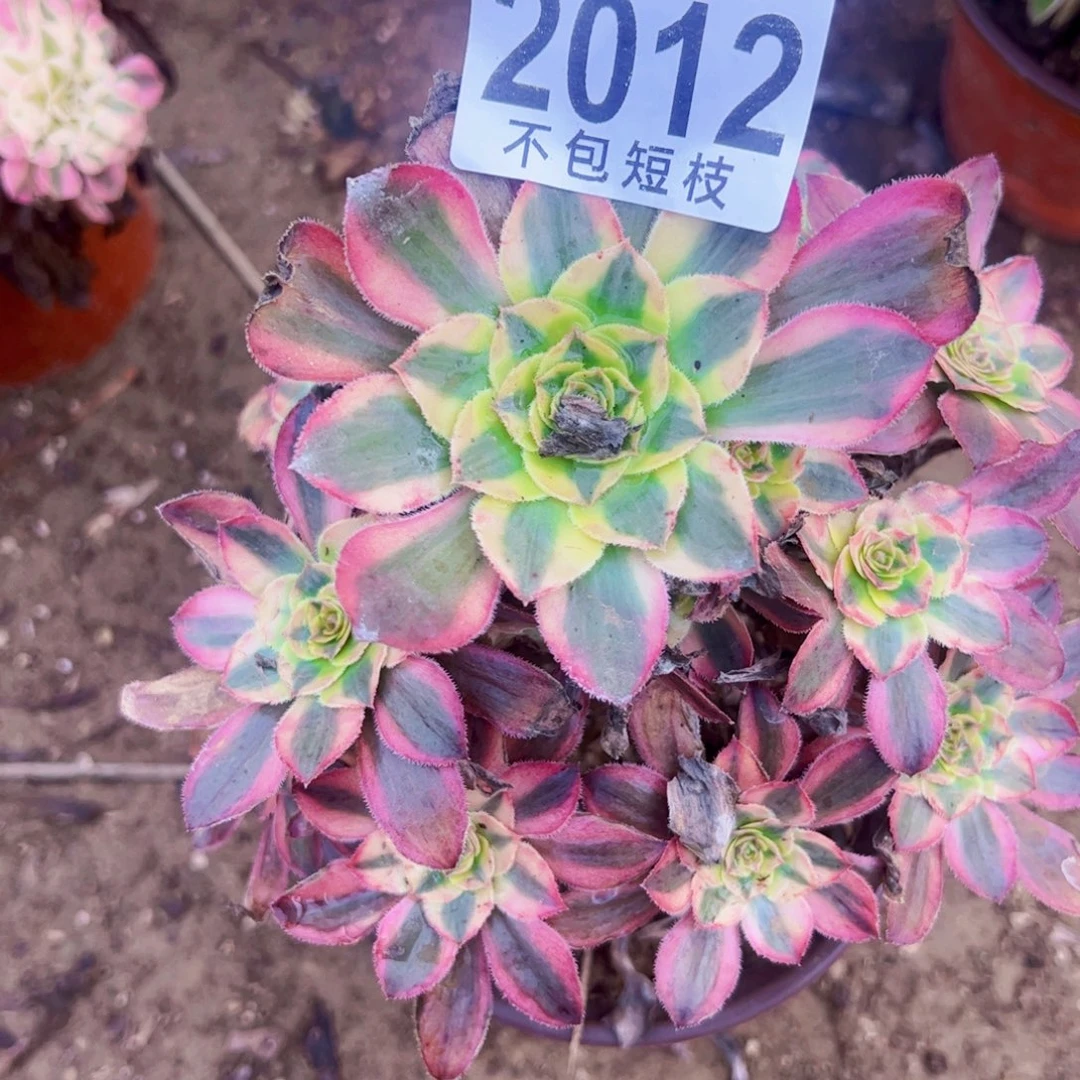 热恋多肉植物法师2012
