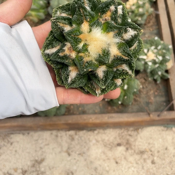 自根螺旋辛顿博士杂特价