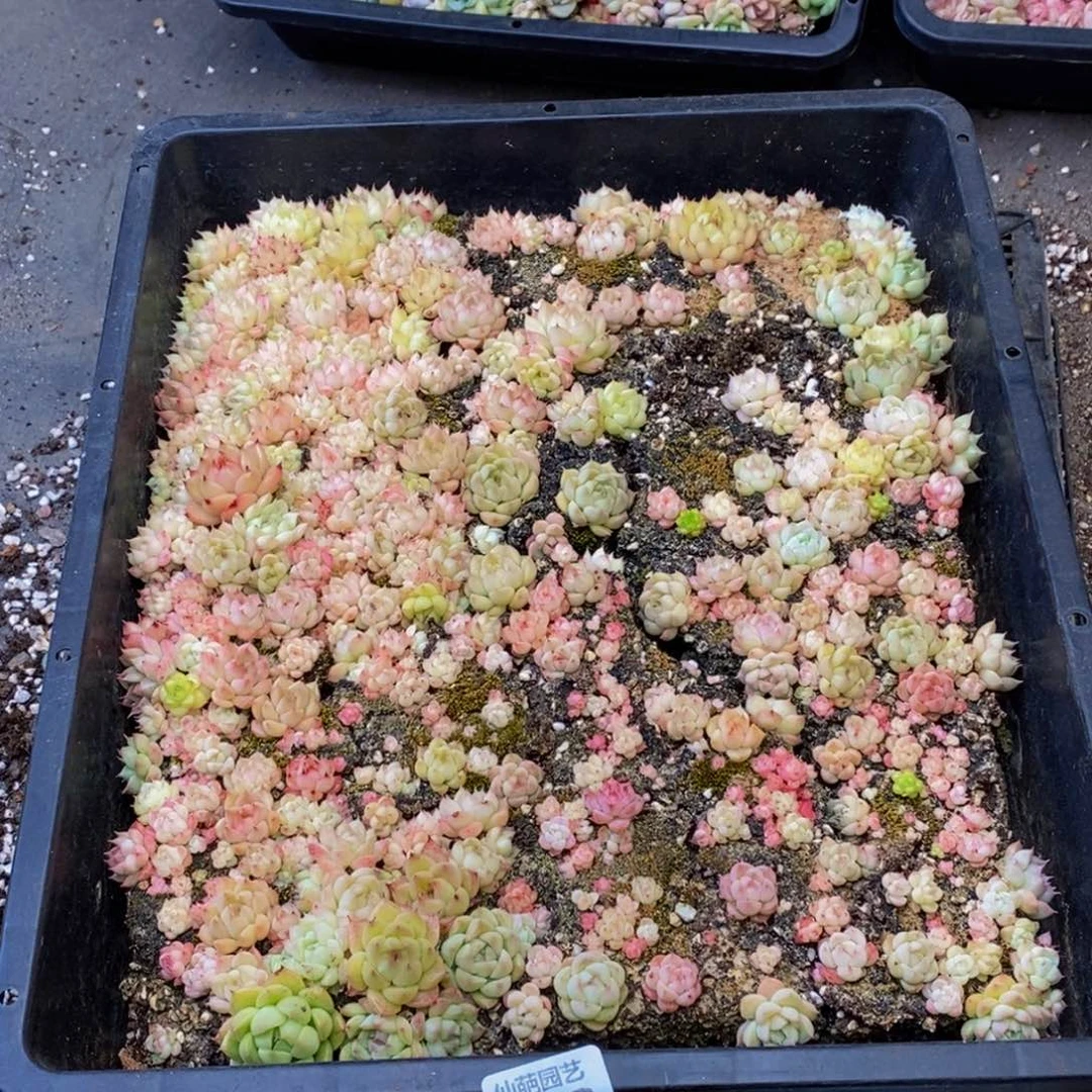 国*552多人亲密接触了