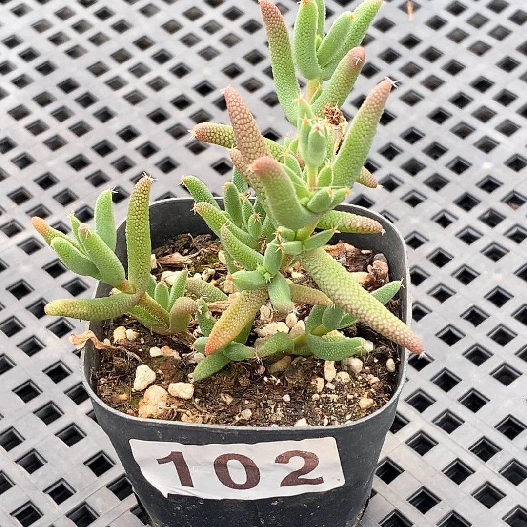 102 玉米枝干 带盆土