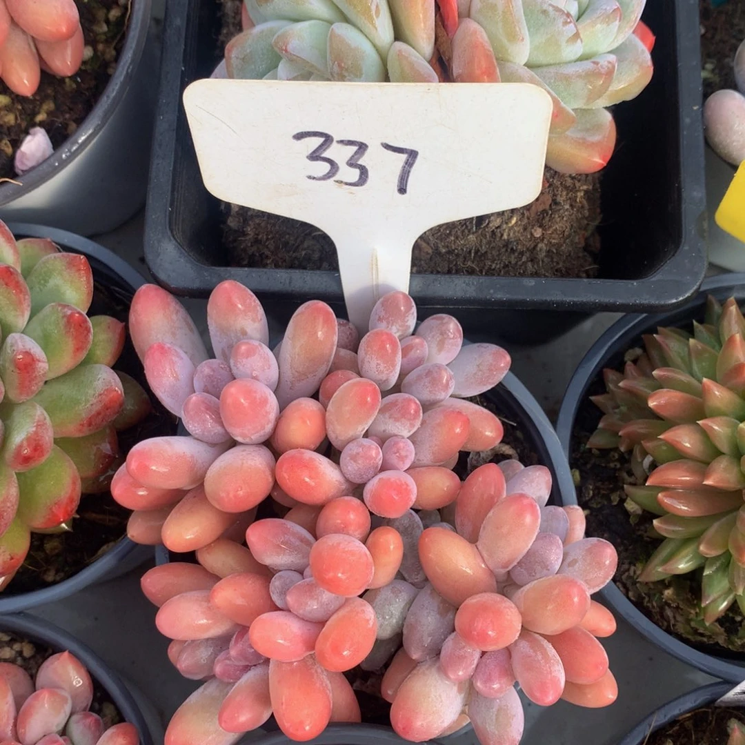 大群汤圆727272727272