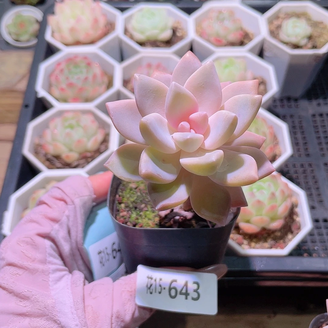 花利美15-643淡雪