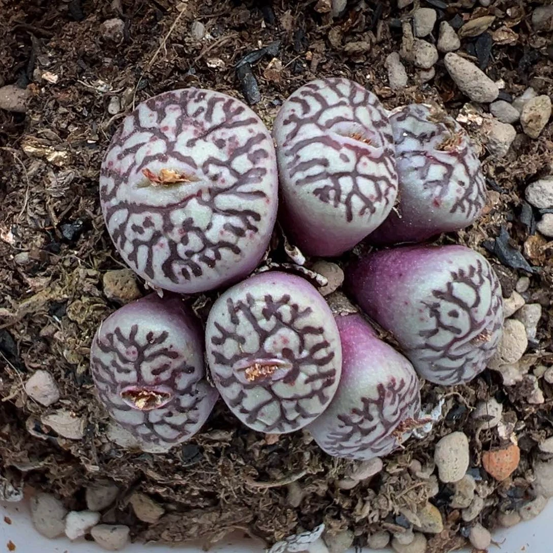 2.17好看的多肉981