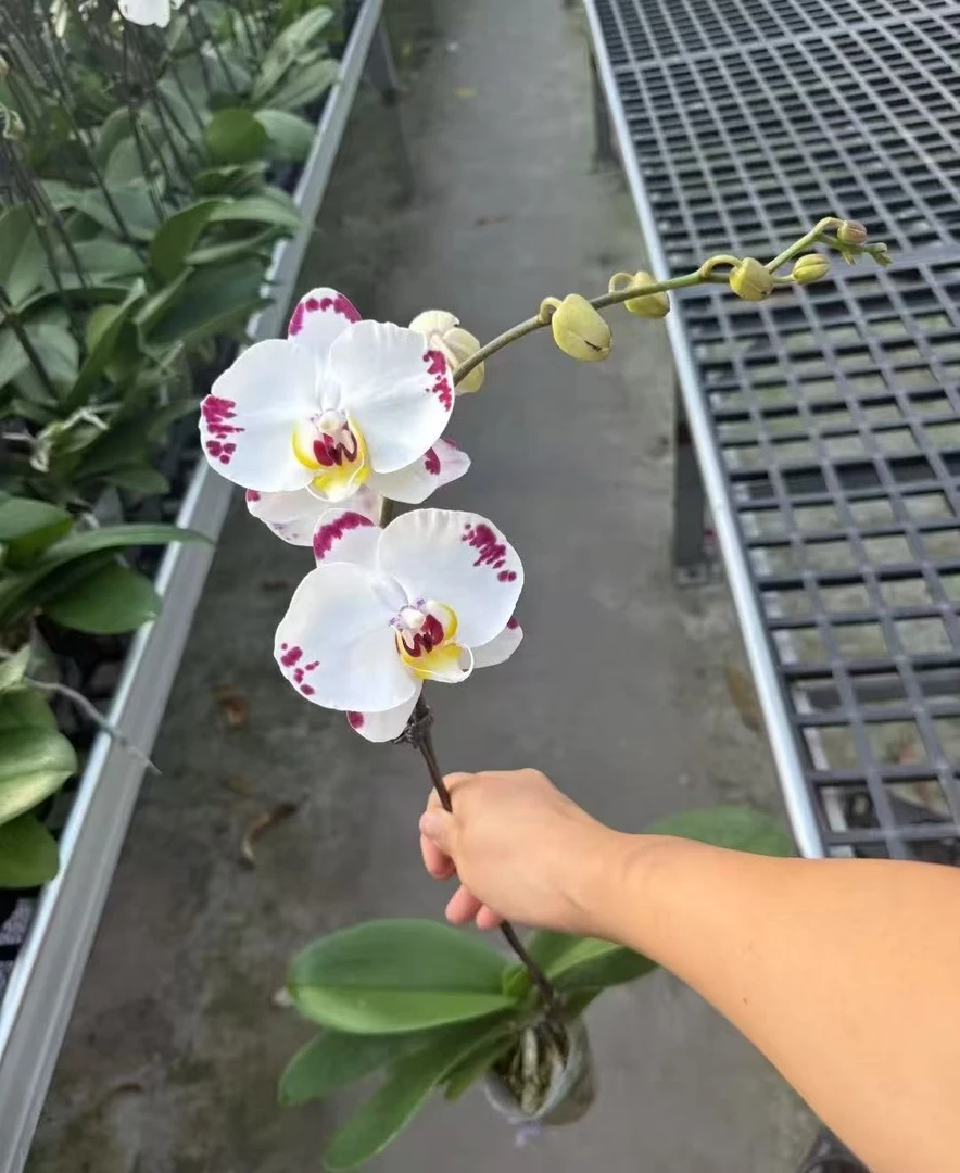 （海蓝之迷）蝴蝶兰 一棵  云南昆明基地直发