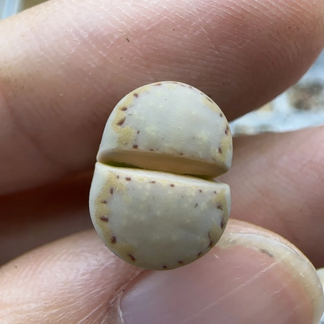 850二蜕饼干清框福利30包邮