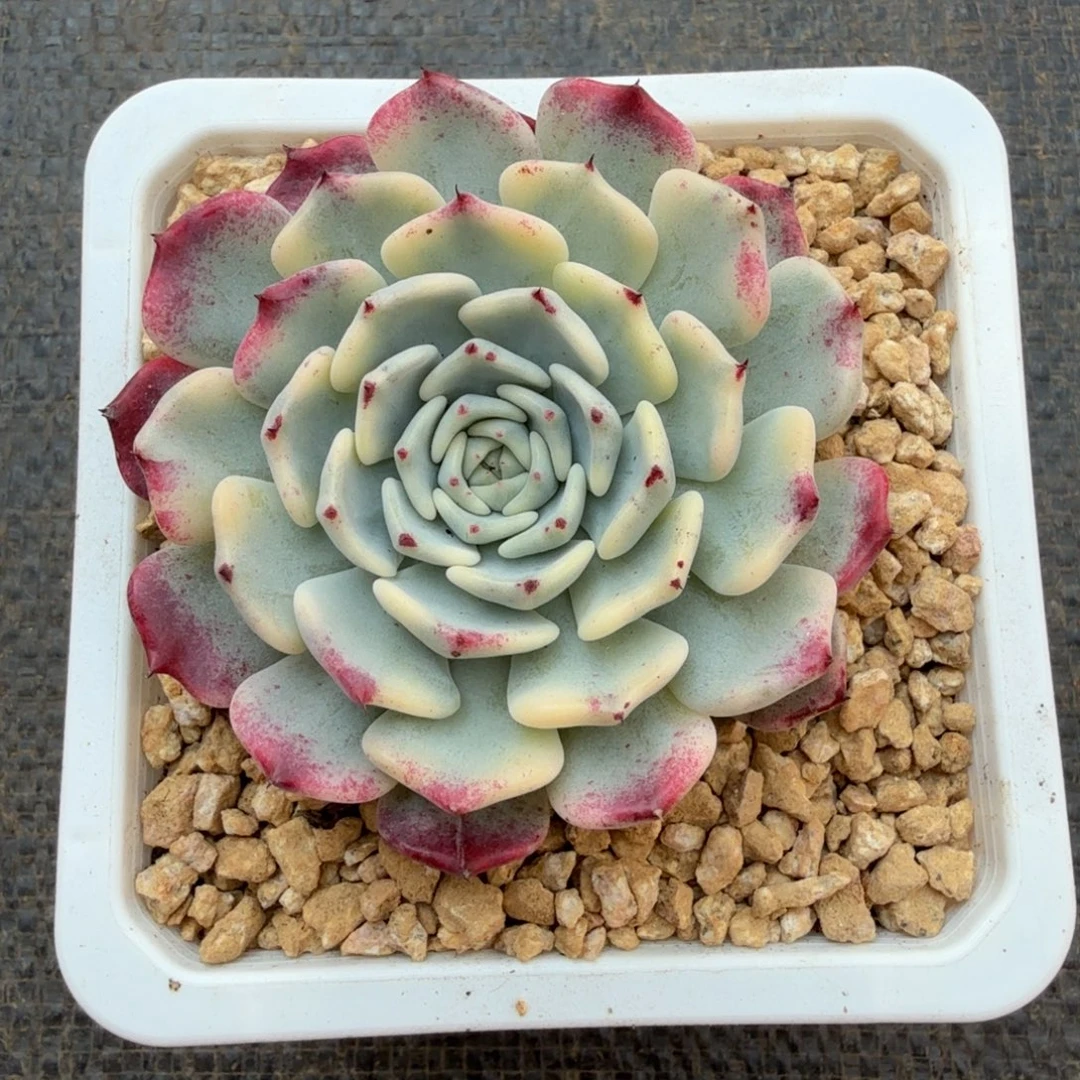 莎罗姬玫瑰锦锦上园艺一物一拍