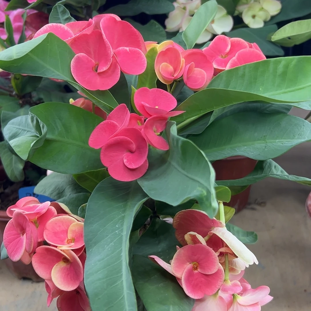 水晶球泰国大花虎刺梅