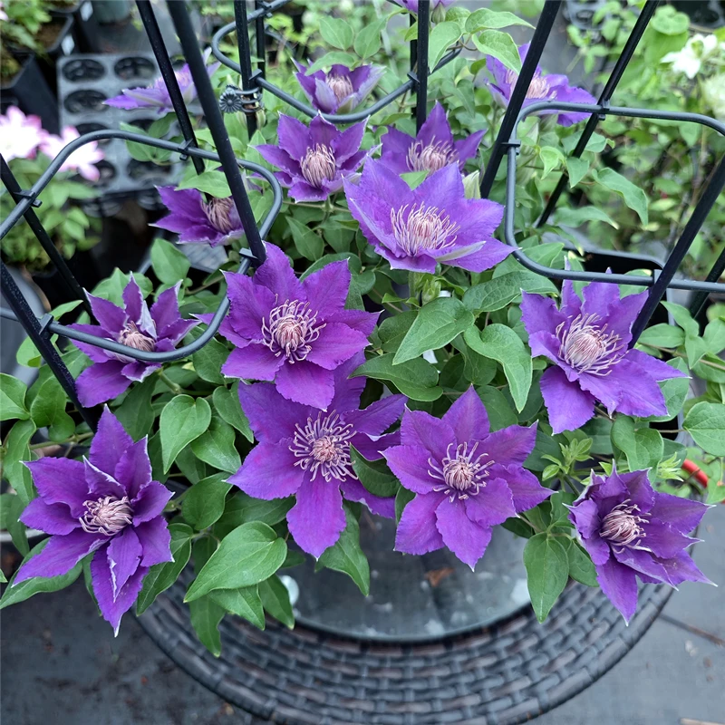 黄姐园艺铁线莲啤酒花苗矮生植物庭院盆栽耐寒耐热开花观赏花卉