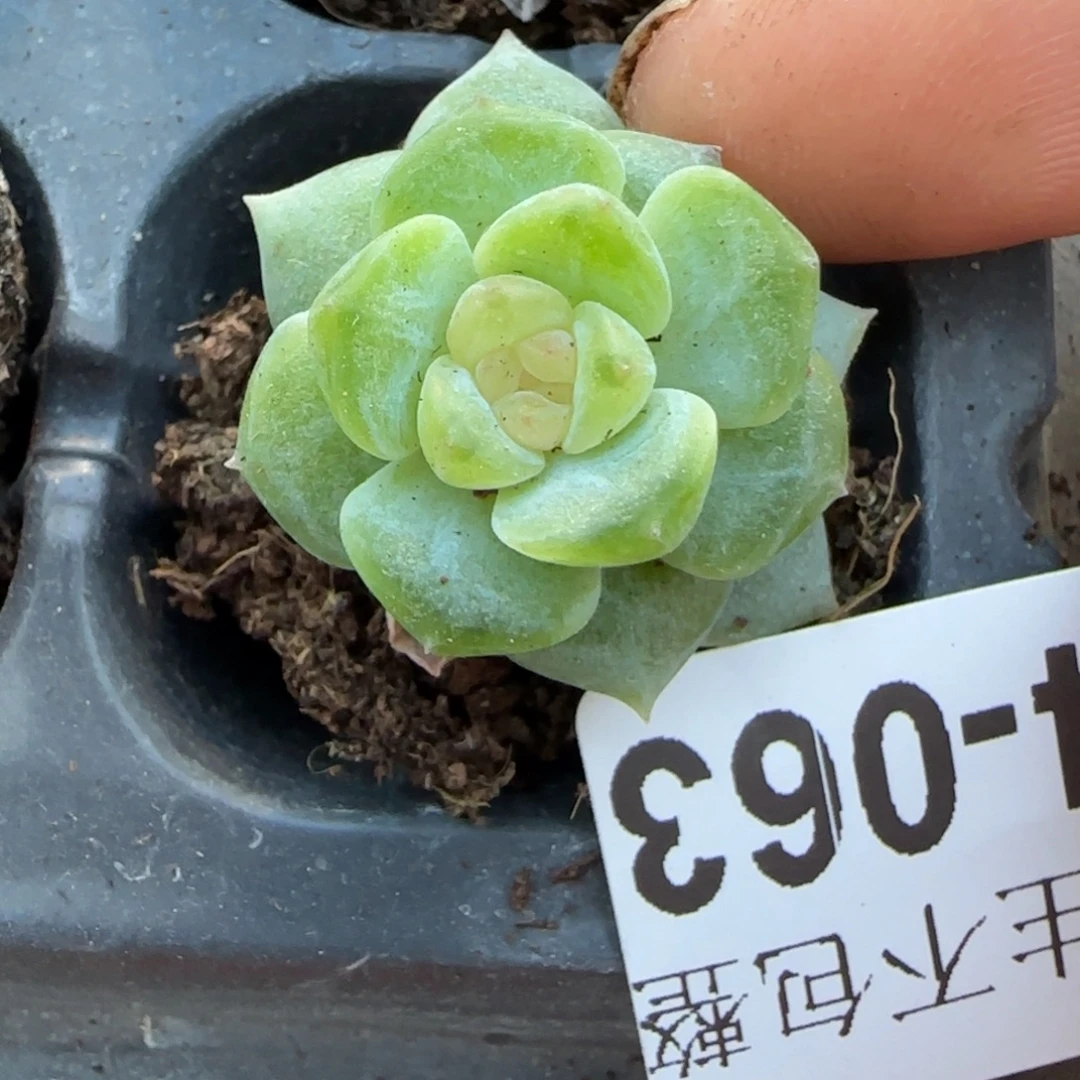 小卡拉米糖心一物一拍14-63
