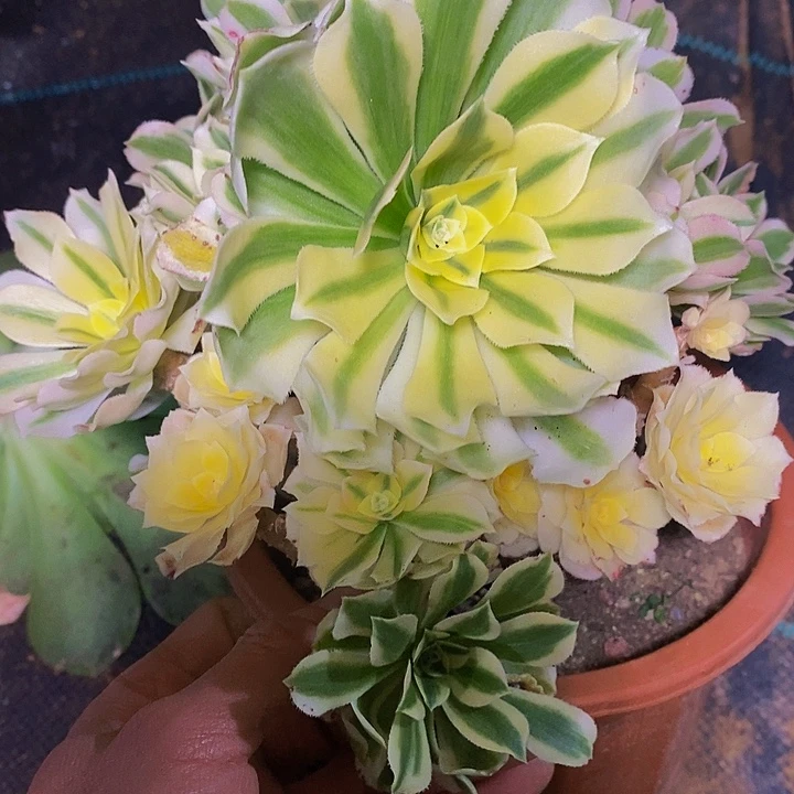 迈巴赫多肉植物法师