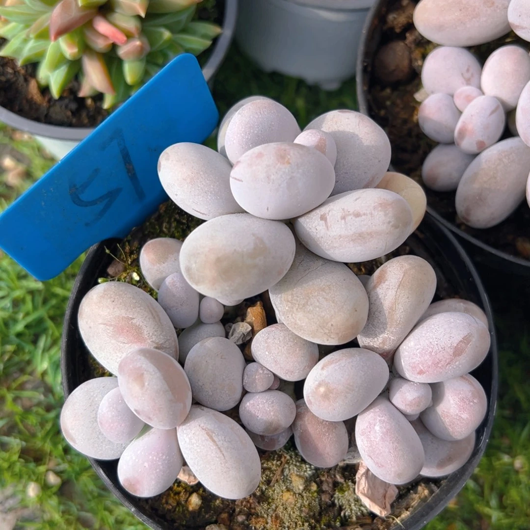 福利来啦打榜啦我的