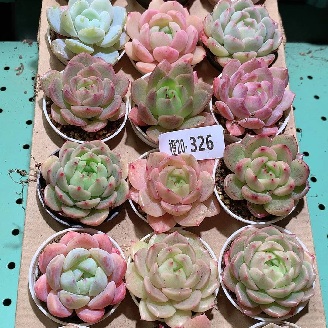 20-326一物一拍带盆18颗