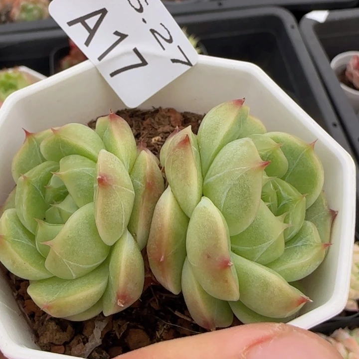 珍妮双头一颗脱土发货