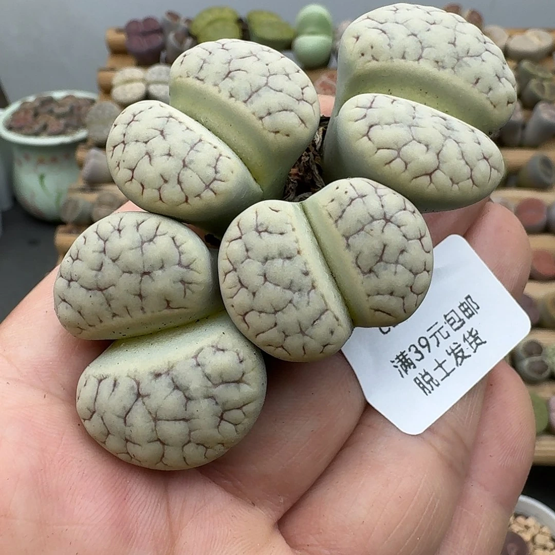 516群生荒哈哈哈哈哈哈