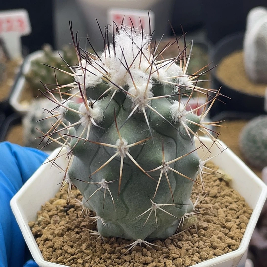 实生雪顶黑枪玉娇丽