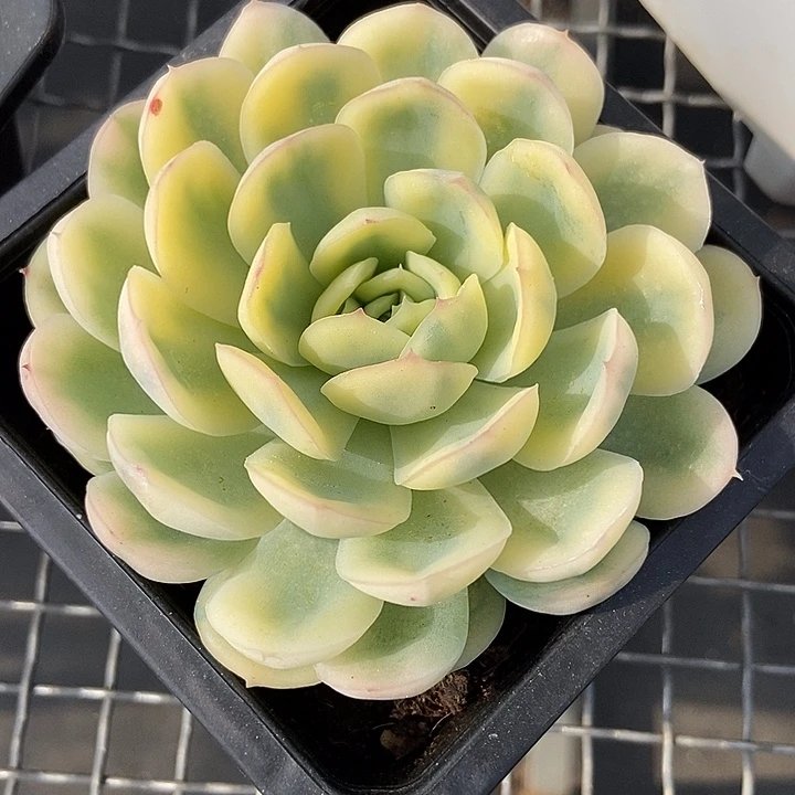 草莓冰锦多肉植物