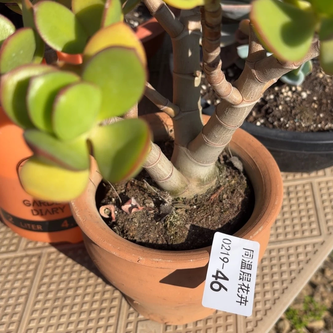 v***y同温层多肉46玉树