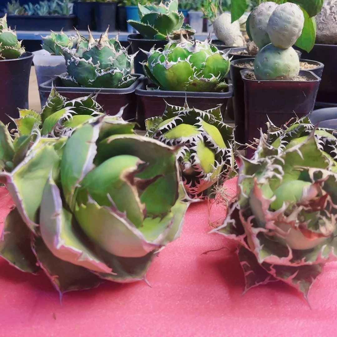 龙舌兰66766776777