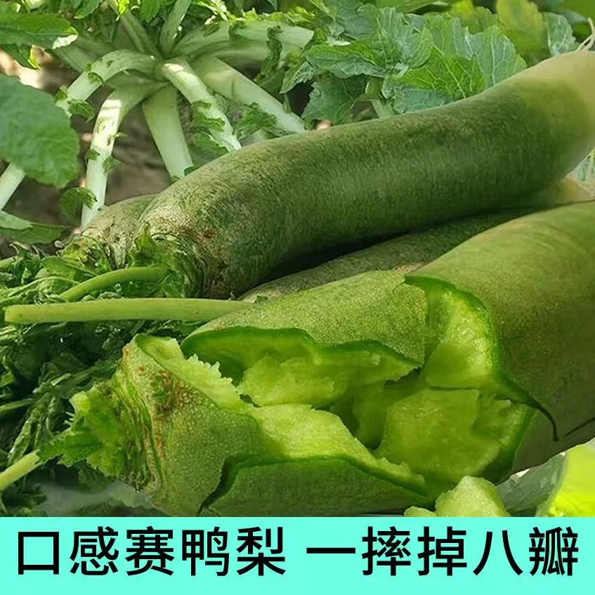 正宗潍县青萝卜种子青瓢绿心生吃脆香甜可口高产农家庭院阳台种植