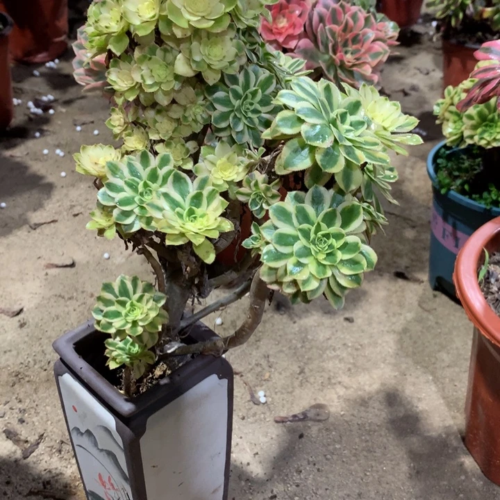 管***F004保时捷多肉植物特价