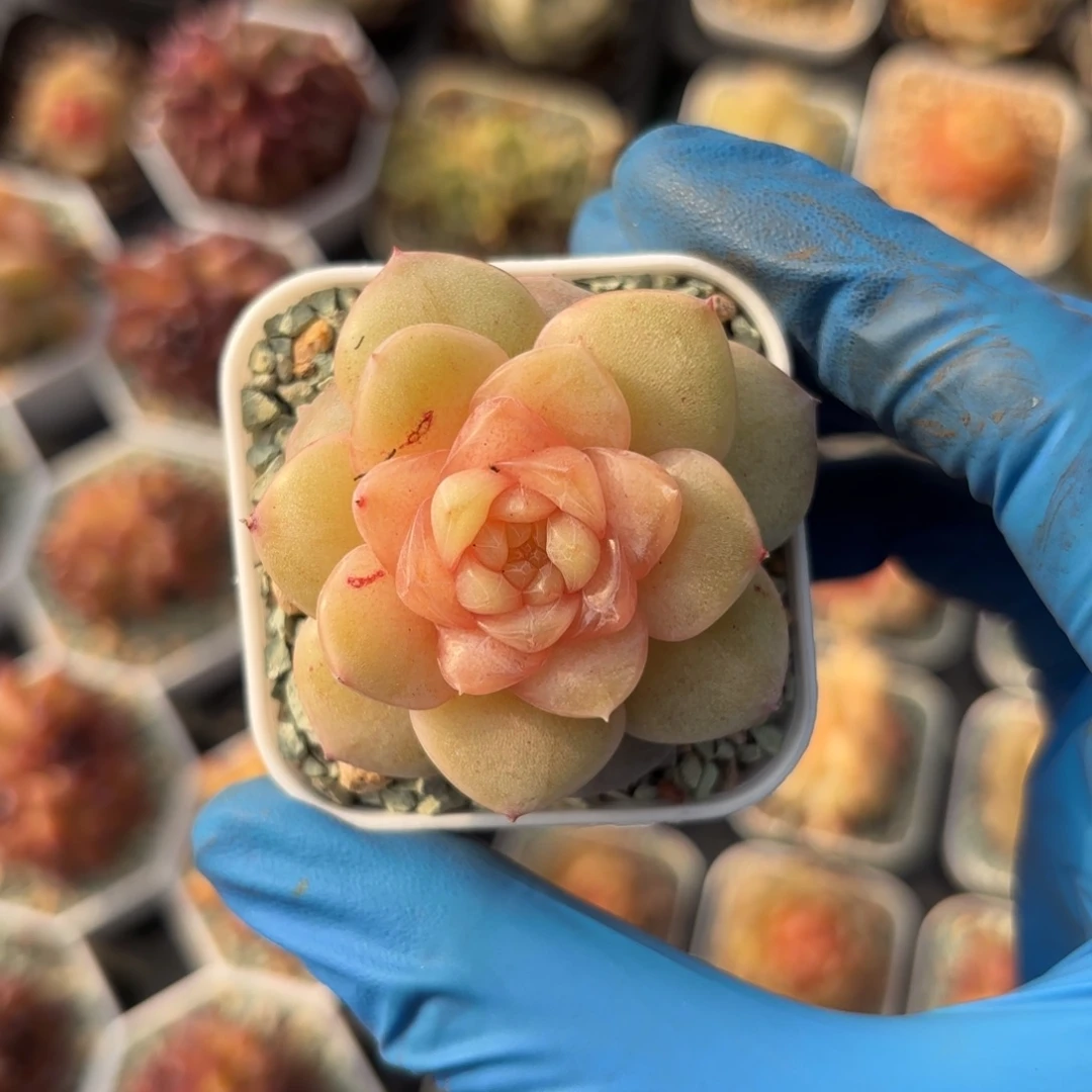 金盏糖心一物一拍