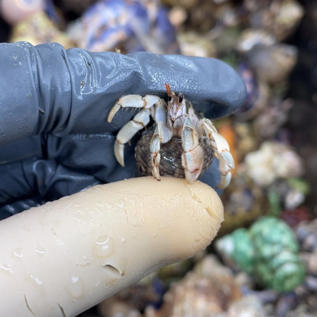 不退不换活体宠物72