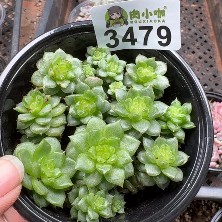 多肉植物多肉植物