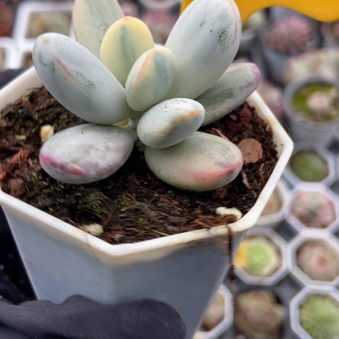 572福娘锦多肉植物多肉