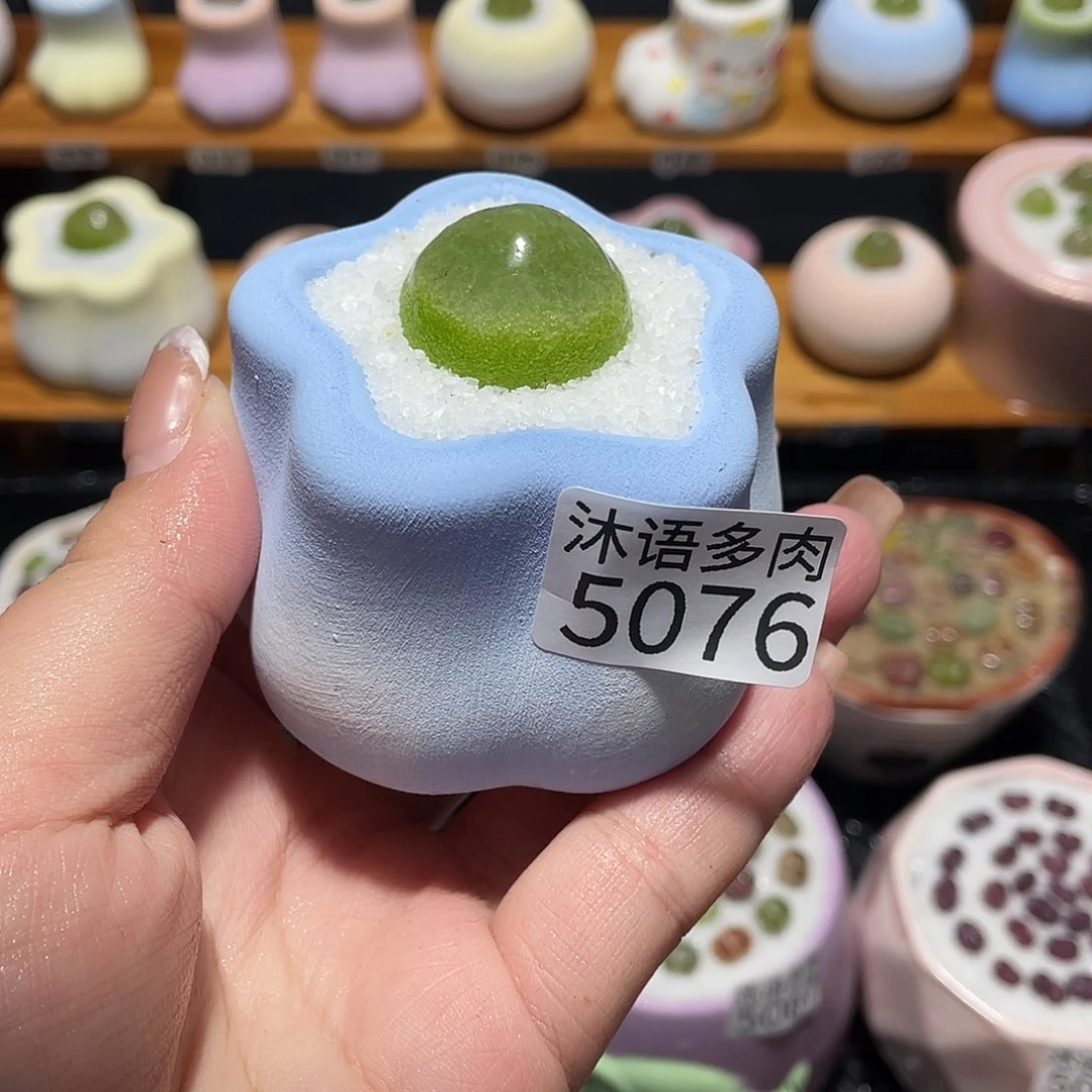 佳***略带盆土植物 一物一拍5076