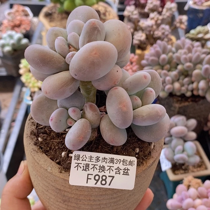 大叶奶8cm987多肉植物