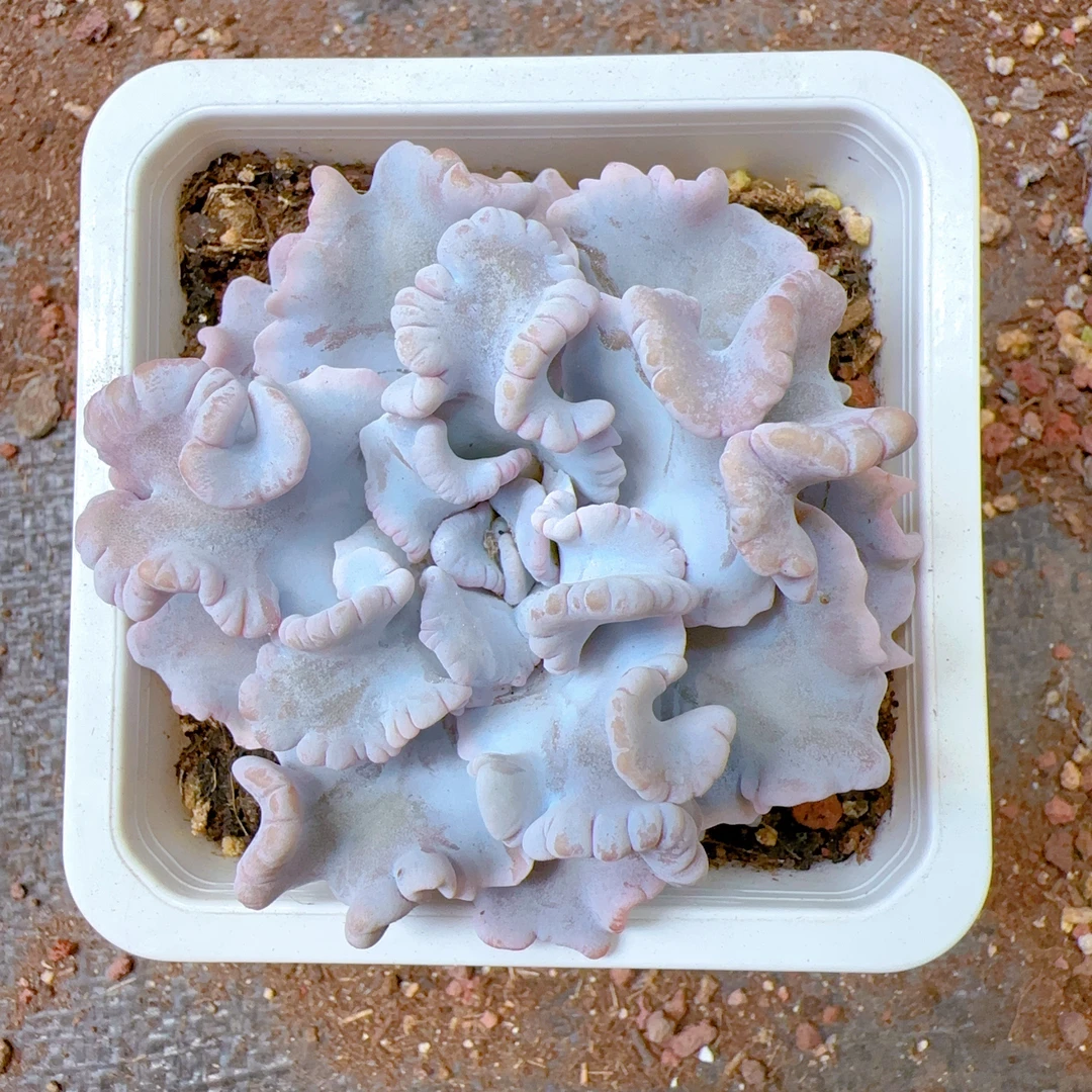 十方白饺子皮 精品多肉（满18包邮）