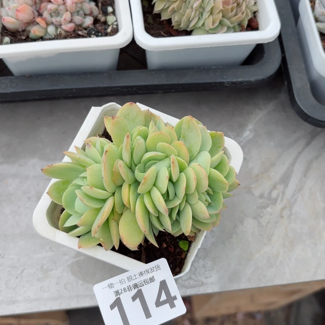 碧桃缀无盆土发货