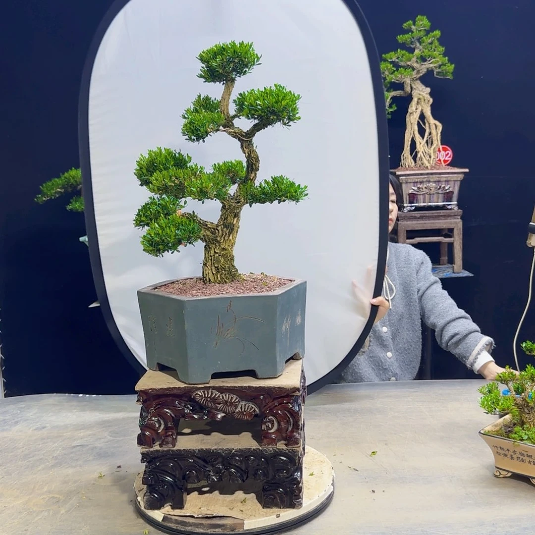 高端盆景艺术作品